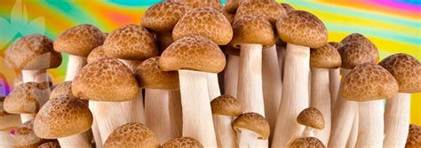 How to find reliable and reputable magic mushroom spore syringe sellers on Etsy